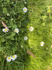 Bellis perennis