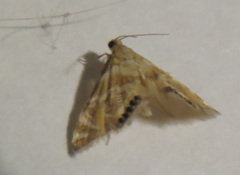 Eoparargyractis irroratalis