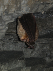 Rhinolophus euryale