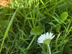 Bellis perennis