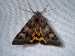 Drasteria adumbrata