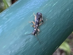 Cranopygia