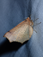 Tetracis cervinaria