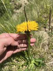 Hypochaeris uniflora