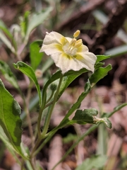 Chamaesaracha edwardsiana