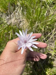 Scorzonera rosea
