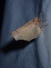 Tetracis cervinaria