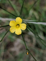 Linum rupestre