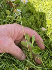 Bellis perennis
