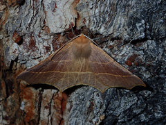 Tetracis cervinaria