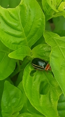 Kuschelina tenuilineata