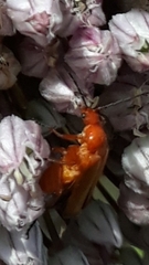 Rhagonycha fulva