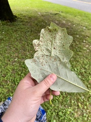 Neuroterus umbilicatus