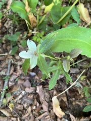 Helleborus purpurascens