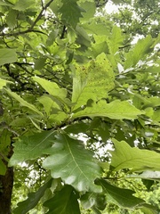 Neuroterus umbilicatus