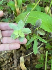 Helleborus purpurascens