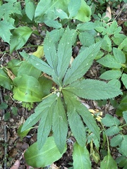 Helleborus purpurascens