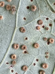 Neuroterus umbilicatus