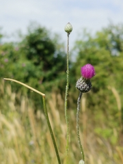 Carduus candicans