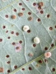 Neuroterus umbilicatus