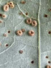 Neuroterus umbilicatus