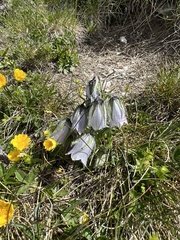 Campanula alpina