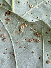 Neuroterus umbilicatus
