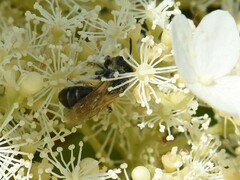 Andrena proxima