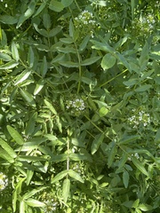 Nasturtium microphyllum