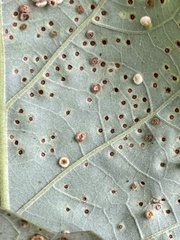Neuroterus umbilicatus