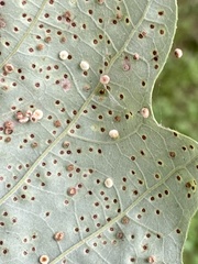 Neuroterus umbilicatus