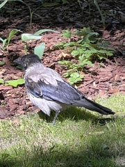 Corvus cornix