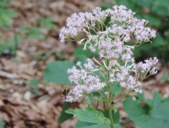 Adenostyles australis