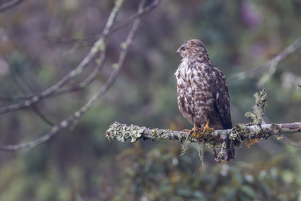 Mountain Buzzard photo