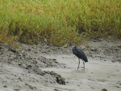 Garceta dimorfa (Egretta gularis)