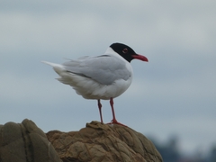 Ichthyaetus melanocephalus