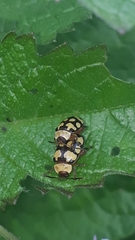 Alagoasa jacobiana
