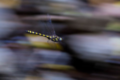 Cordulegaster dorsalis