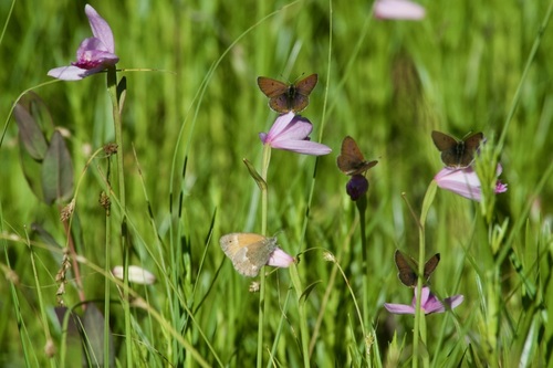 Common Ringlet photo 6