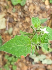 Solanum villosum