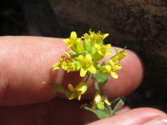Draba petrophila