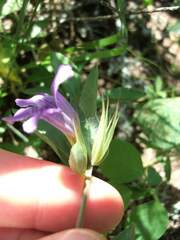 Dyschoriste humilis