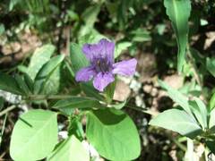 Dyschoriste humilis