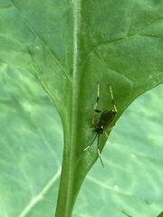 Polytribax contiguus