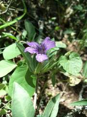 Dyschoriste humilis