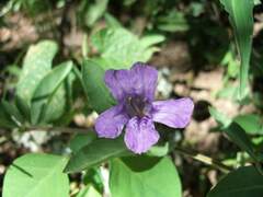 Dyschoriste humilis