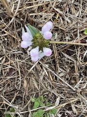 Richardia grandiflora