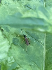 Polytribax contiguus