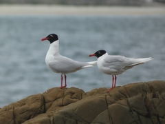 Ichthyaetus melanocephalus