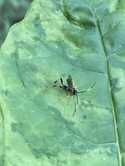 Polytribax contiguus